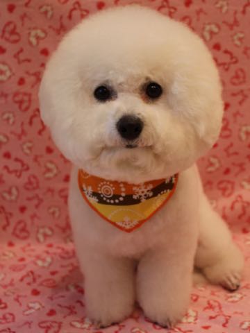 ビションフリーゼトリミング文京区フントヒュッテ駒込ビションカットスタイル画像犬歯磨き歯垢歯石除去ゼオライトデンタルケア東京犬温泉効能_31.jpg