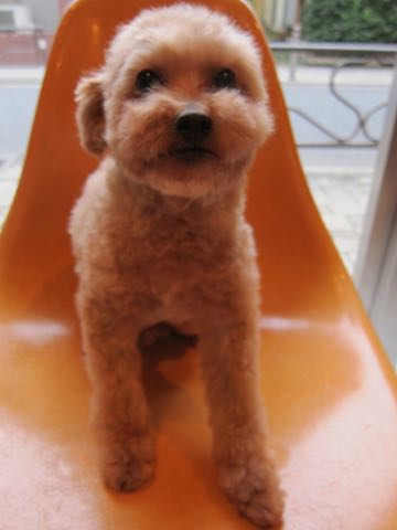 トイ・プードルトリミング文京区フントヒュッテ駒込hundehutteトイプートリミングサロン犬歯磨きデンタルケア都内トイプードルカット画像トイプーレッド東京_1.jpg