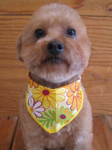 トイ・プードルトリミング文京区フントヒュッテ駒込hundehutteトイプートリミングサロン犬歯磨きデンタルケア都内トイプードルカット画像トイプーレッド東京_2.jpg