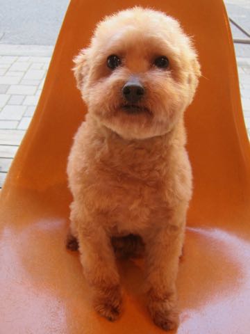 トイ・プードルトリミング文京区フントヒュッテ駒込hundehutteトイプートリミングサロン犬歯磨きデンタルケア都内トイプードルカット画像トイプーレッド東京_3.jpg