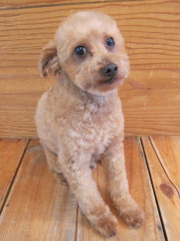 トイ・プードルトリミング文京区フントヒュッテ駒込hundehutteトイプートリミングサロン犬歯磨きデンタルケア都内トイプードルカット画像トイプーレッド東京_6.jpg