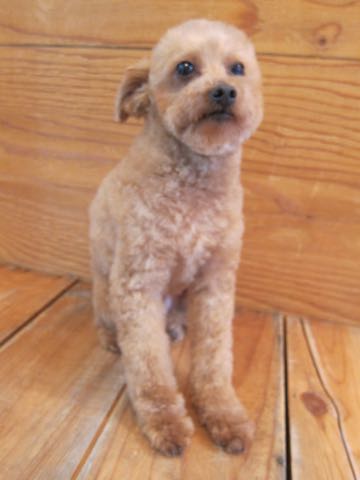 トイ・プードルトリミング文京区フントヒュッテ駒込hundehutteトイプートリミングサロン犬歯磨きデンタルケア都内トイプードルカット画像トイプーレッド東京_7.jpg