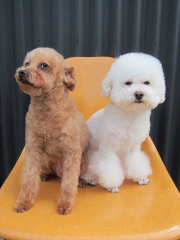 トイ・プードルトリミング文京区フントヒュッテ駒込hundehutteトイプートリミングサロン犬歯磨きデンタルケア都内トイプードルカット画像トイプーレッド東京_10.jpg