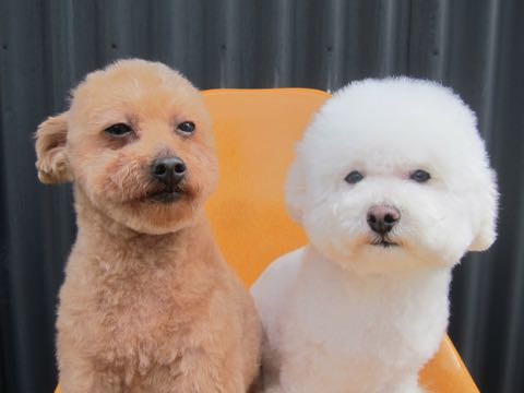 トイ・プードルトリミング文京区フントヒュッテ駒込hundehutteトイプートリミングサロン犬歯磨きデンタルケア都内トイプードルカット画像トイプーレッド東京_11.jpg