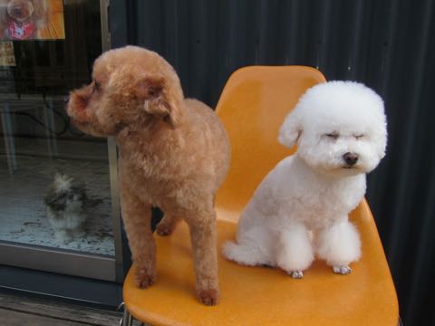 トイ・プードルトリミング文京区フントヒュッテ駒込hundehutteトイプートリミングサロン犬歯磨きデンタルケア都内トイプードルカット画像トイプーレッド東京_12.jpg