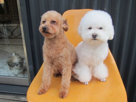 トイ・プードルトリミング文京区フントヒュッテ駒込hundehutteトイプートリミングサロン犬歯磨きデンタルケア都内トイプードルカット画像トイプーレッド東京_13.jpg