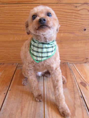 トイ・プードルトリミング文京区フントヒュッテ駒込hundehutteトイプートリミングサロン犬歯磨きデンタルケア都内トイプードルカット画像トイプーレッド東京_14.jpg