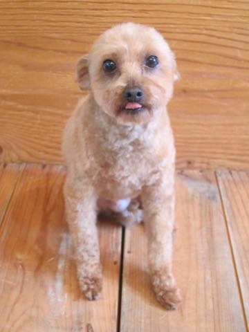 トイ・プードルトリミング文京区フントヒュッテ駒込hundehutteトイプートリミングサロン犬歯磨きデンタルケア都内トイプードルカット画像トイプーレッド東京_15.jpg