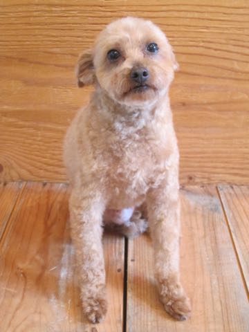 トイ・プードルトリミング文京区フントヒュッテ駒込hundehutteトイプートリミングサロン犬歯磨きデンタルケア都内トイプードルカット画像トイプーレッド東京_16.jpg