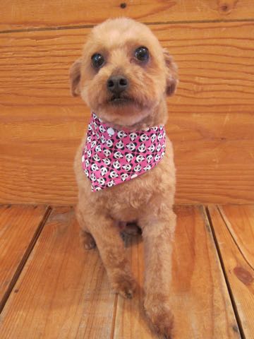 トイ・プードルトリミング文京区フントヒュッテ駒込hundehutteトイプートリミングサロン犬歯磨きデンタルケア都内トイプードルカット画像トイプーレッド東京_17.jpg