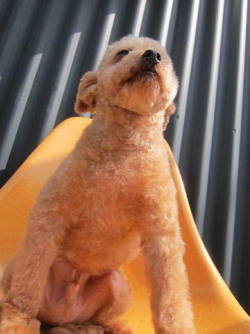 トイ・プードルトリミング文京区フントヒュッテ駒込hundehutteトイプートリミングサロン犬歯磨きデンタルケア都内トイプードルカット画像トイプーレッド東京_18.jpg