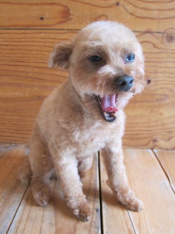 トイ・プードルトリミング文京区フントヒュッテ駒込hundehutteトイプートリミングサロン犬歯磨きデンタルケア都内トイプードルカット画像トイプーレッド東京_20.jpg