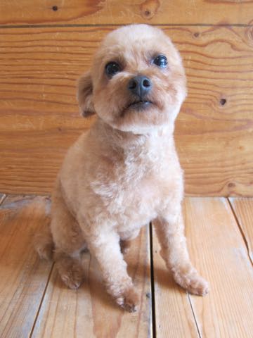 トイ・プードルトリミング文京区フントヒュッテ駒込hundehutteトイプートリミングサロン犬歯磨きデンタルケア都内トイプードルカット画像トイプーレッド東京_21.jpg