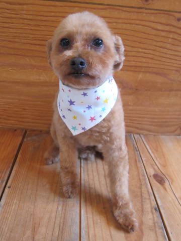 トイ・プードルトリミング文京区フントヒュッテ駒込hundehutteトイプートリミングサロン犬歯磨きデンタルケア都内トイプードルカット画像トイプーレッド東京_22.jpg