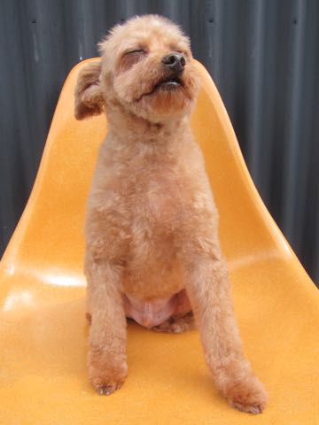 トイ・プードルトリミング文京区フントヒュッテ駒込hundehutteトイプートリミングサロン犬歯磨きデンタルケア都内トイプードルカット画像トイプーレッド東京_23.jpg