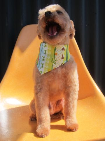 トイ・プードルトリミング文京区フントヒュッテ駒込hundehutteトイプートリミングサロン犬歯磨きデンタルケア都内トイプードルカット画像トイプーレッド東京_24.jpg