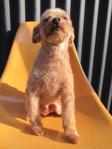 トイ・プードルトリミング文京区フントヒュッテ駒込hundehutteトイプートリミングサロン犬歯磨きデンタルケア都内トイプードルカット画像トイプーレッド東京_25.jpg