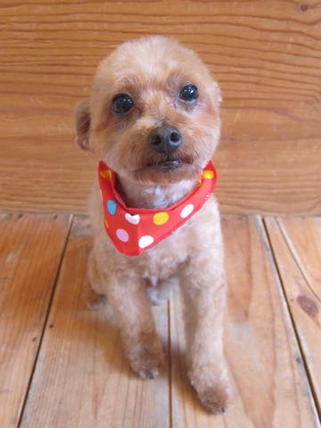トイ・プードルトリミング文京区フントヒュッテ駒込hundehutteトイプートリミングサロン犬歯磨きデンタルケア都内トイプードルカット画像トイプーレッド東京_26.jpg