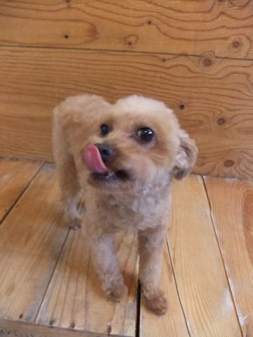 トイ・プードルトリミング文京区フントヒュッテ駒込hundehutteトイプートリミングサロン犬歯磨きデンタルケア都内トイプードルカット画像トイプーレッド東京_27.jpg