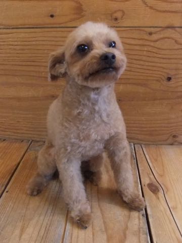 トイ・プードルトリミング文京区フントヒュッテ駒込hundehutteトイプートリミングサロン犬歯磨きデンタルケア都内トイプードルカット画像トイプーレッド東京_28.jpg