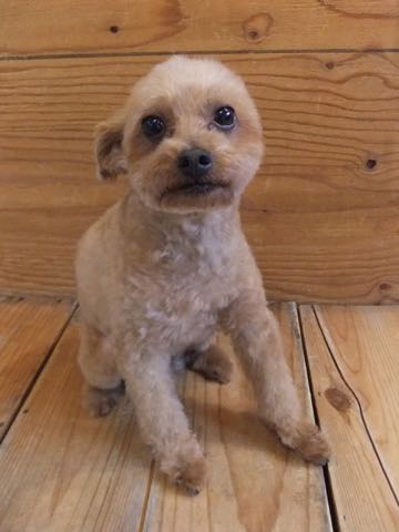 トイ・プードルトリミング文京区フントヒュッテ駒込hundehutteトイプートリミングサロン犬歯磨きデンタルケア都内トイプードルカット画像トイプーレッド東京_29.jpg