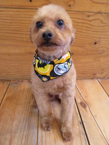 トイ・プードルトリミング文京区フントヒュッテ駒込hundehutteトイプートリミングサロン犬歯磨きデンタルケア都内トイプードルカット画像トイプーレッド東京_30.jpg