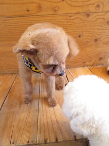 トイ・プードルトリミング文京区フントヒュッテ駒込hundehutteトイプートリミングサロン犬歯磨きデンタルケア都内トイプードルカット画像トイプーレッド東京_32.jpg