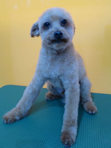 トイ・プードルトリミング文京区フントヒュッテ駒込hundehutteトイプートリミングサロン犬歯磨きデンタルケア都内トイプードルカット画像トイプーレッド東京_33.jpg