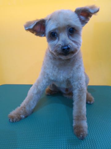 トイ・プードルトリミング文京区フントヒュッテ駒込hundehutteトイプートリミングサロン犬歯磨きデンタルケア都内トイプードルカット画像トイプーレッド東京_34.jpg