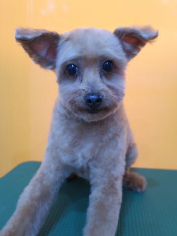トイ・プードルトリミング文京区フントヒュッテ駒込hundehutteトイプートリミングサロン犬歯磨きデンタルケア都内トイプードルカット画像トイプーレッド東京_35.jpg