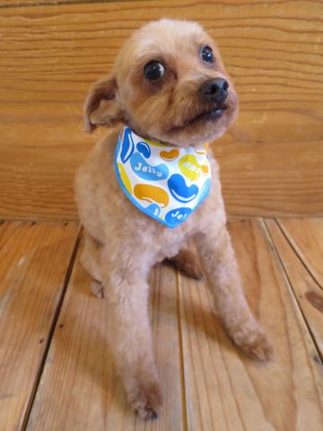 トイ・プードルトリミング文京区フントヒュッテ駒込hundehutteトイプートリミングサロン犬歯磨きデンタルケア都内トイプードルカット画像トイプーレッド東京_36.jpg