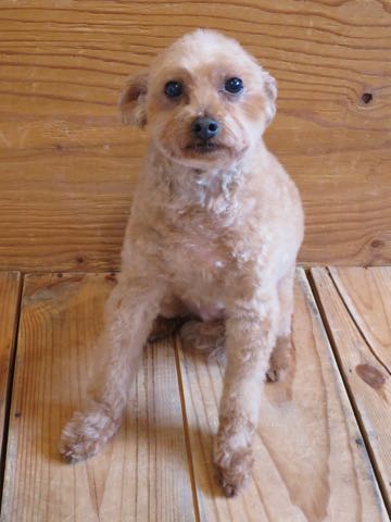 トイ・プードルトリミング文京区フントヒュッテ駒込hundehutteトイプートリミングサロン犬歯磨きデンタルケア都内トイプードルカット画像トイプーレッド東京_38.jpg