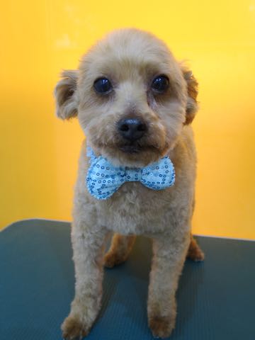 トイ・プードルトリミング文京区フントヒュッテ駒込hundehutteトイプートリミングサロン犬歯磨きデンタルケア都内トイプードルカット画像トイプーレッド東京_40.jpg