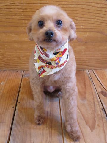 トイ・プードルトリミング文京区フントヒュッテ駒込hundehutteトイプートリミングサロン犬歯磨きデンタルケア都内トイプードルカット画像トイプーレッド東京_41.jpg