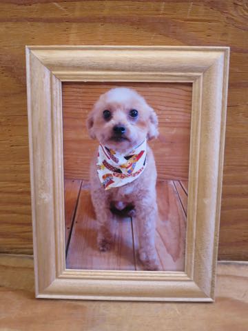 トイ・プードルトリミング文京区フントヒュッテ駒込hundehutteトイプートリミングサロン犬歯磨きデンタルケア都内トイプードルカット画像トイプーレッド東京_42.jpg