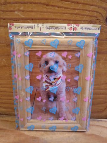 トイ・プードルトリミング文京区フントヒュッテ駒込hundehutteトイプートリミングサロン犬歯磨きデンタルケア都内トイプードルカット画像トイプーレッド東京_44.jpg