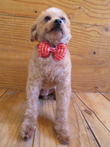 トイ・プードルトリミング文京区フントヒュッテ駒込hundehutteトイプートリミングサロン犬歯磨きデンタルケア都内トイプードルカット画像トイプーレッド東京_45.jpg