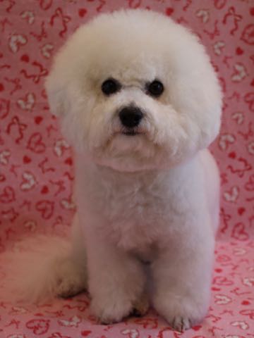 ビションフリーゼトリミング文京区フントヒュッテ駒込ビションカットスタイル画像犬歯磨き歯垢歯石除去ゼオライトデンタルケア東京犬温泉効能_32.jpg