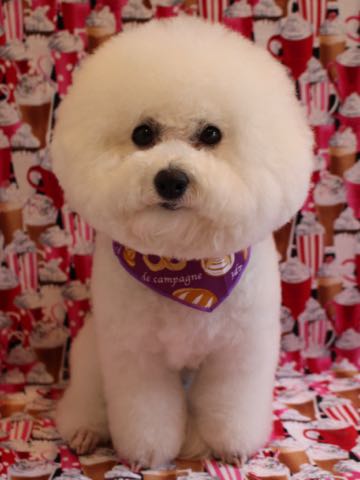 ビションフリーゼトリミング文京区フントヒュッテ駒込ビションカットスタイル画像犬歯磨き歯垢歯石除去ゼオライトデンタルケア東京犬温泉効能_33.jpg