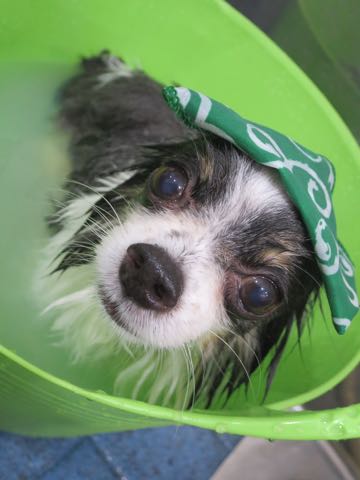 チワワトリミング文京区フントヒュッテ駒込犬歯垢歯石除去犬歯磨きゼオライトデンタルケア東京チワワ温泉画像チワワトリミング料金_33.jpg