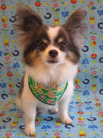 チワワトリミング文京区フントヒュッテ駒込犬歯垢歯石除去犬歯磨きゼオライトデンタルケア東京チワワ温泉画像チワワトリミング料金_34.jpg