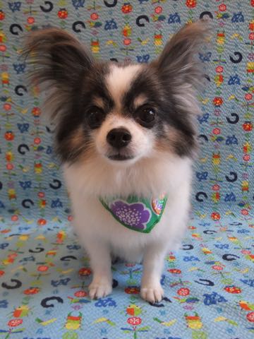 チワワトリミング文京区フントヒュッテ駒込犬歯垢歯石除去犬歯磨きゼオライトデンタルケア東京チワワ温泉画像チワワトリミング料金_35.jpg