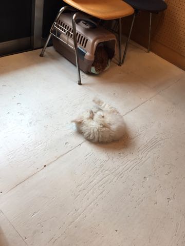 ビションフリーゼフントヒュッテこいぬ画像ビションフリーゼ子犬社会化性格血統チャンピオン犬東京ビションメス関東かわいいビションおとこのこ文京区出産情報ビション募集_211.jpg