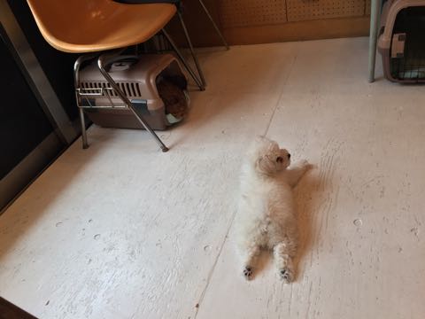 ビションフリーゼフントヒュッテこいぬ画像ビションフリーゼ子犬社会化性格血統チャンピオン犬東京ビションメス関東かわいいビションおとこのこ文京区出産情報ビション募集_213.jpg