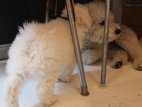 ビションフリーゼフントヒュッテこいぬ画像ビションフリーゼ子犬社会化性格血統チャンピオン犬東京ビションメス関東かわいいビションおとこのこ文京区出産情報ビション募集_224.jpg