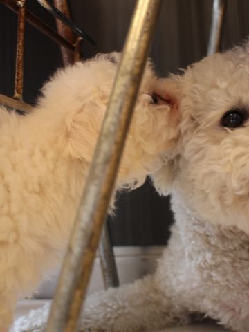 ビションフリーゼフントヒュッテこいぬ画像ビションフリーゼ子犬社会化性格血統チャンピオン犬東京ビションメス関東かわいいビションおとこのこ文京区出産情報ビション募集_225.jpg