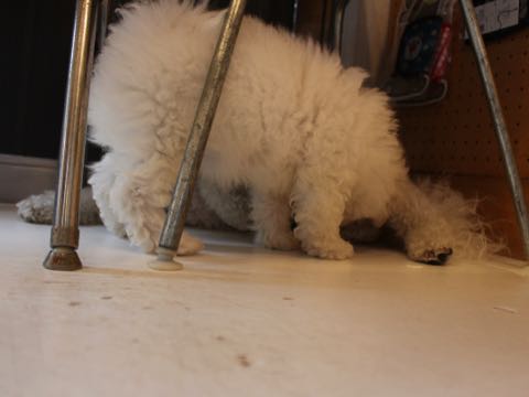 ビションフリーゼフントヒュッテこいぬ画像ビションフリーゼ子犬社会化性格血統チャンピオン犬東京ビションメス関東かわいいビションおとこのこ文京区出産情報ビション募集_226.jpg