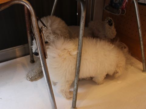 ビションフリーゼフントヒュッテこいぬ画像ビションフリーゼ子犬社会化性格血統チャンピオン犬東京ビションメス関東かわいいビションおとこのこ文京区出産情報ビション募集_227.jpg