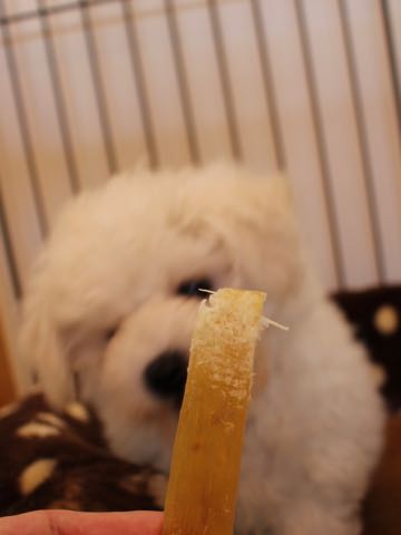 ビションフリーゼフントヒュッテこいぬ画像ビションフリーゼ子犬社会化性格血統チャンピオン犬東京ビションメス関東かわいいビションおとこのこ文京区出産情報ビション募集_237.jpg