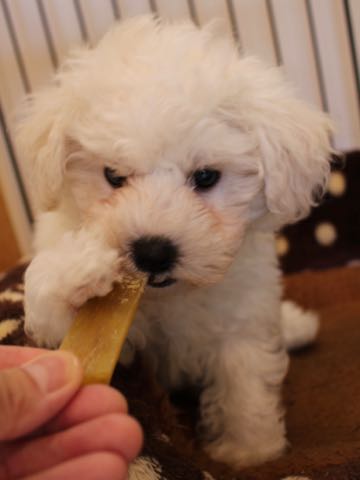ビションフリーゼフントヒュッテこいぬ画像ビションフリーゼ子犬社会化性格血統チャンピオン犬東京ビションメス関東かわいいビションおとこのこ文京区出産情報ビション募集_238.jpg